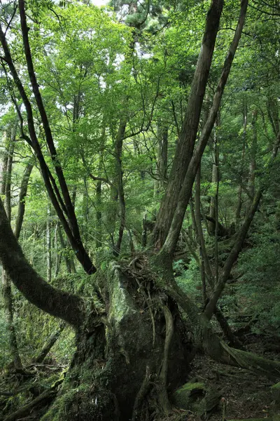森の中の木の美しい景色 — ストック写真