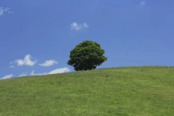 Yazın Yeşil Tarlaların Mavi Gökyüzünün Güzel Manzarası — Stok fotoğraf