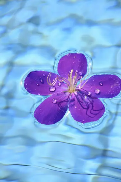 Close View Purple Flower Sswimming Pool Stock Image