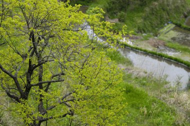 Yeşil ağaçlar ve nehirle kaplı parkın bahar manzarası