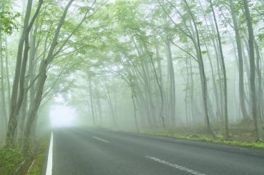 Sabah ormanında güzel bir sabah sisi