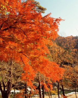 Ağaçlar ve yapraklarla dolu güzel sonbahar manzarası