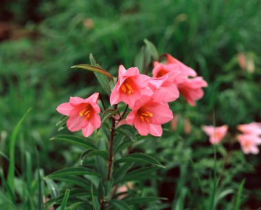 Bahçedeki güzel çiçekler