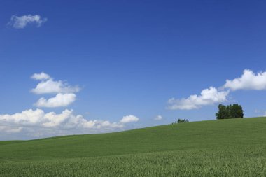Yazın ağaçlarla ve mavi gökyüzüyle yeşil arazinin güzel manzarası     