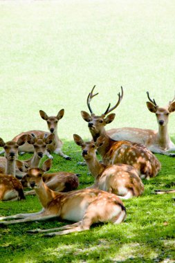 Geyik Japonya Ulusal Parkı 'nda.