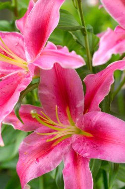 Bahçedeki güzel zambak çiçekleri, kapat manzarayı     