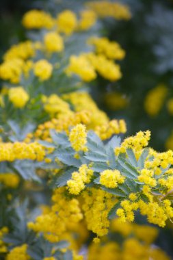 Doğa arka planında güzel çiçek tarlaları