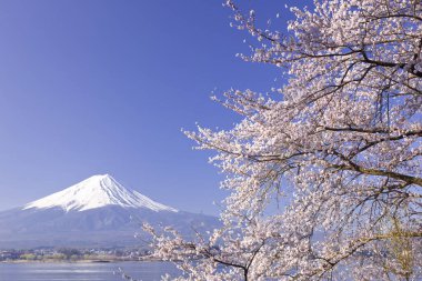 İlkbaharda kiraz çiçekleri, sakura ağaçları                