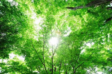 Japonya 'daki ormanların yemyeşil bitkileri. Büyük yeşil ağaçlar