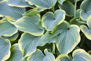 Güneş ışığında yeşil yapraklar, çiçek arkaplanı 