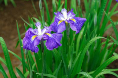 Iris Çiçek Doğa arka plan üzerinde