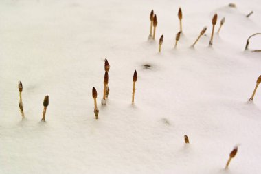 Karda çim filizleri