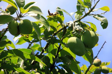 bir ağaç dalında yetişen yeşil meyveler