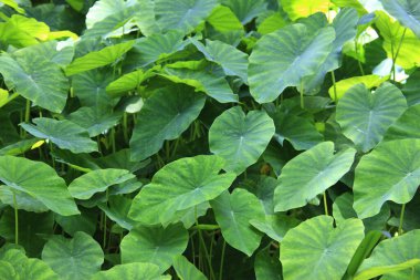 bir bitkinin yeşil yaprakları