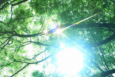 yeşil ağaçlar ve güneş ışığı.