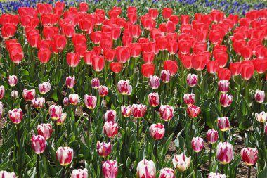 Parlak çiçekli güzel bir bahar bahçesi 