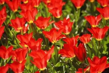 Parlak çiçekli güzel bir bahar bahçesi 