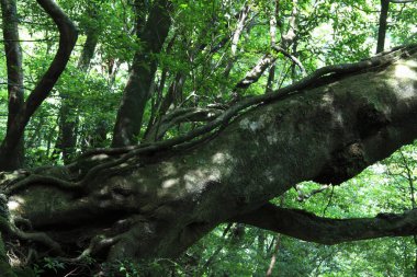 Yaz ormanlarında yeşil bitkiler, gündüz manzarası 