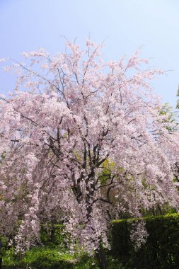 Bahçedeki güzel pembe çiçekler