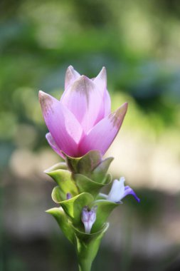 Güzel çiçekler, yakın görüş, doğa konsepti.