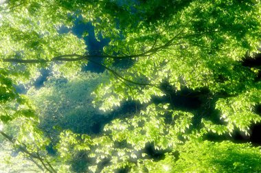 Ormanda yeşil yapraklar