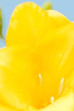 Mavi arkaplanda sarı frezya 