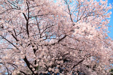 Güzel kiraz çiçeklerinin yakın görüntüsü. Çiçek arka planı