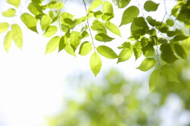 beautiful green leaves on blurred background 