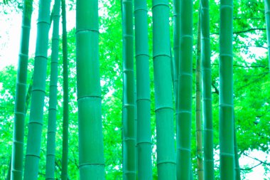 güzel yeşil bambu ormanı