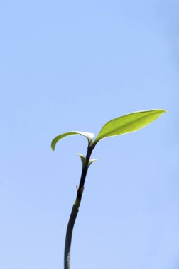 Ağaçtaki yeşil yapraklar