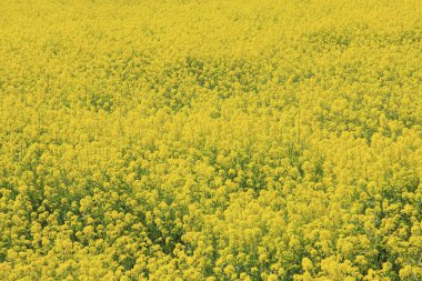 Güzel çiçekler, yakın görüş, doğa konsepti.