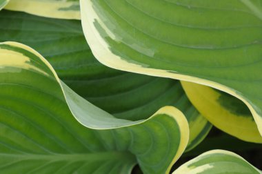 Bahçedeki yeşil ve beyaz yapraklar