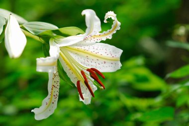 Güzel çiçekler, yakın görüş, doğa konsepti.