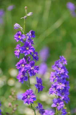 Bahçedeki güzel çiçekler