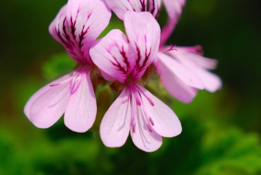 Bahçedeki güzel çiçekler