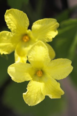 Bahçedeki sarı çiçek