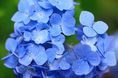 Su damlalı mavi ortanca çiçekleri