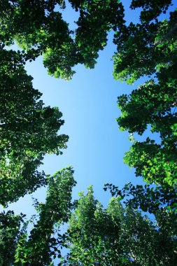 Yeşil ağaçları ve mavi gökyüzü olan güzel bir manzara.     