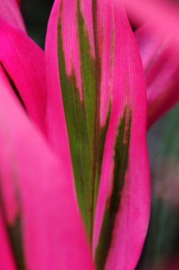 Güzel pembe ve yeşil çiçek, yakın görüş