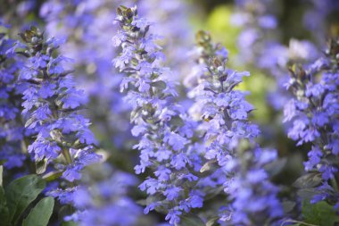 Bahçedeki mavi çiçekler.