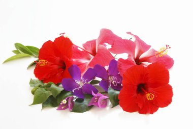 Güzel çiçekler, yakın manzara, yaz konsepti.