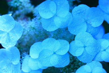 Su damlalı mavi ortanca çiçekleri