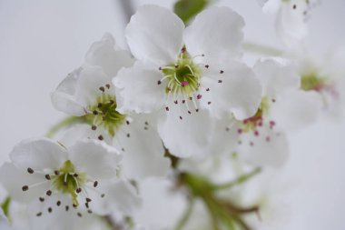 Güzel kiraz çiçeklerinin yakın görüntüsü. Çiçek arka planı