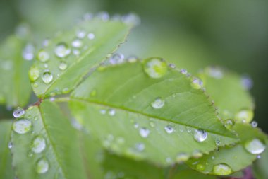 yeşil yapraklar, bitkiler ve yapraklar