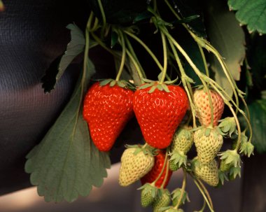 Bahçedeki kırmızı ve yeşil çileklerin yakın plan görüntüsü     