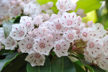 Bahçedeki güzel çiçekler