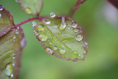 Yeşil bir yaprağa su damlıyor.