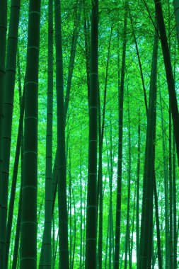 güzel yeşil bambu ormanı