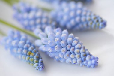 Güzel bahar muscari çiçekleri, beyaz arka planda sümbül çiçekleri.