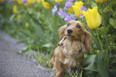 Bahçede çiçekli şirin bir köpek. 